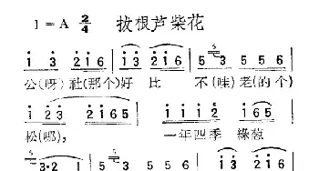 苏北小调：拔根芦柴花_民歌简谱_词曲: