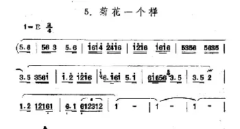 菊花一个样_民歌简谱_词曲: