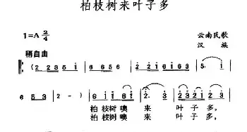 柏枝树来叶子多_民歌简谱_词曲: